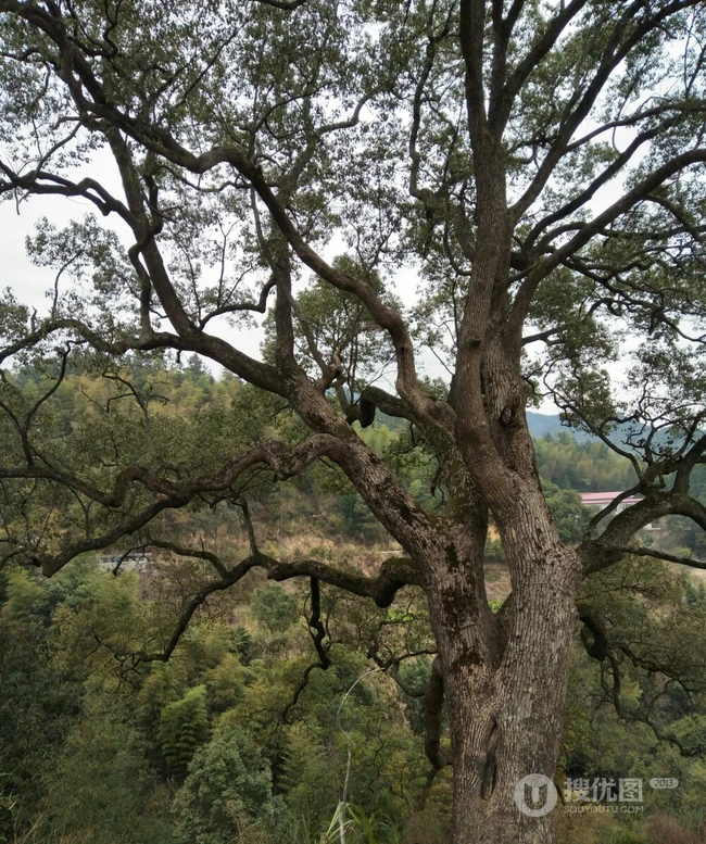 香樟树，樟树，香樟树花图片，永远守护你的香樟树唯美图片