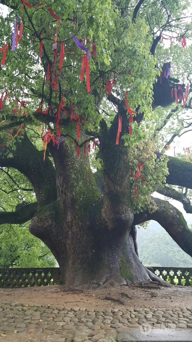 香樟树，樟树，香樟树花图片，永远守护你的香樟树唯美图片