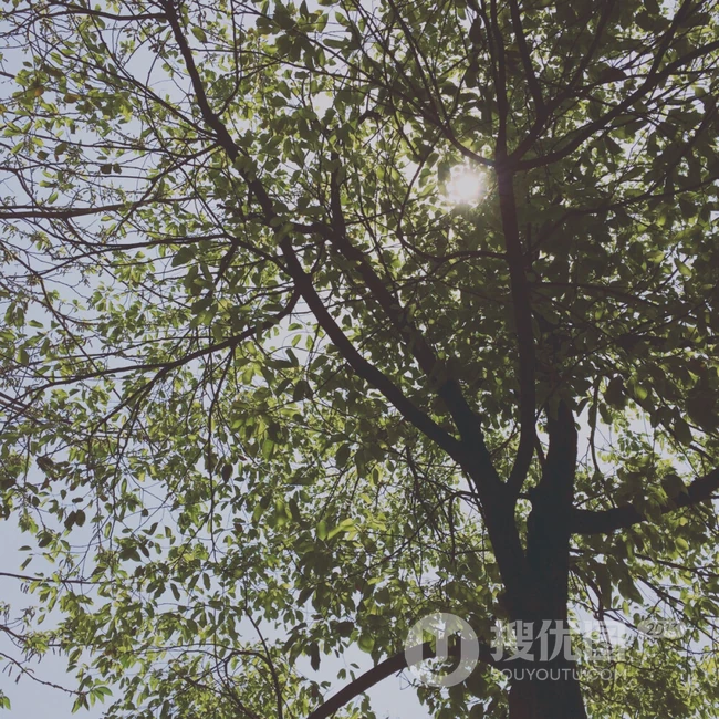 香樟树，樟树，香樟树花图片，永远守护你的香樟树唯美图片