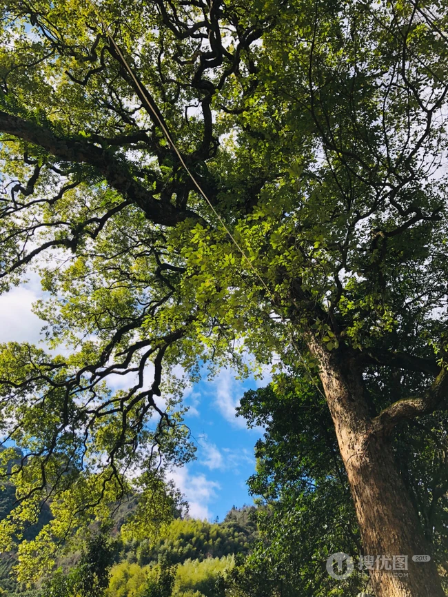 香樟树，樟树，香樟树花图片，永远守护你的香樟树唯美图片