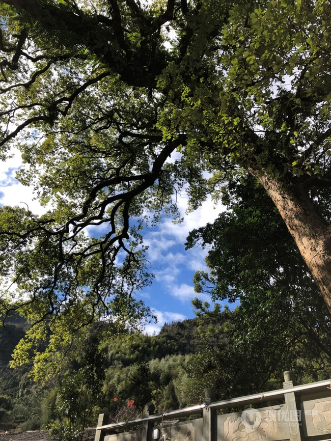 香樟树，樟树，香樟树花图片，永远守护你的香樟树唯美图片