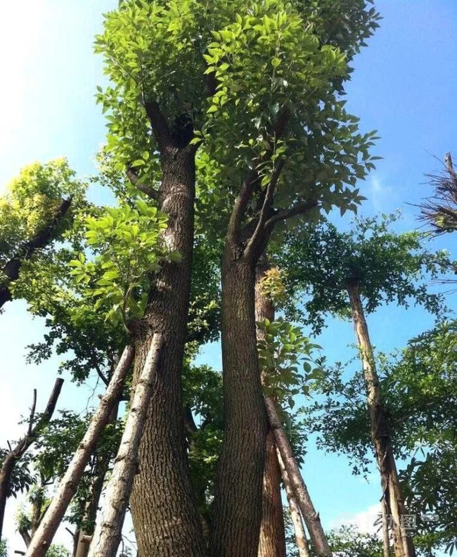 香樟树，樟树，香樟树花图片，永远守护你的香樟树唯美图片