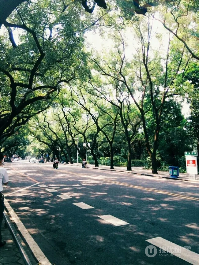 香樟树，樟树，香樟树花图片，永远守护你的香樟树唯美图片