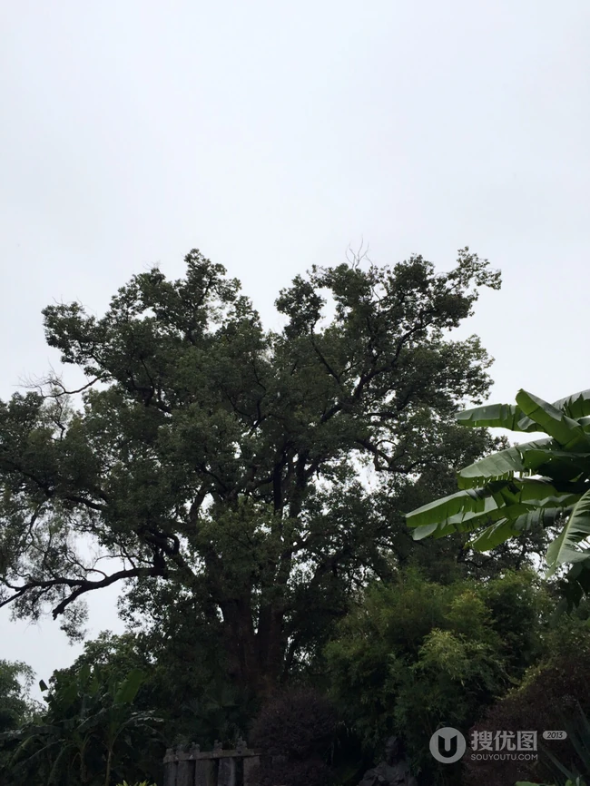 香樟树，樟树，香樟树花图片，永远守护你的香樟树唯美图片