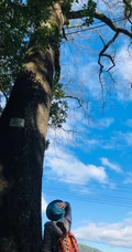 香樟树，樟树，香樟树花图片，永远守护你的香樟树唯美图片