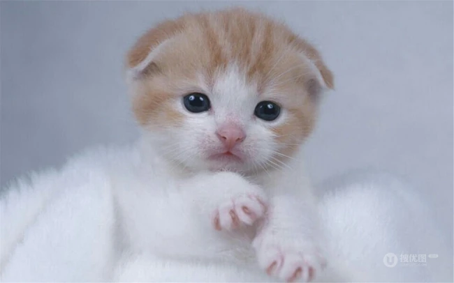 苏格兰折耳猫图片，耳朵有基因突变的宠物猫品种折耳猫美图 第10张