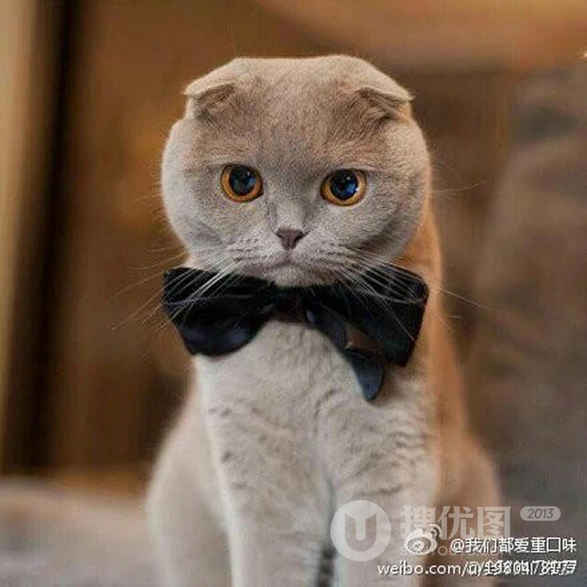 苏格兰折耳猫图片，耳朵有基因突变的宠物猫品种折耳猫美图 第6张