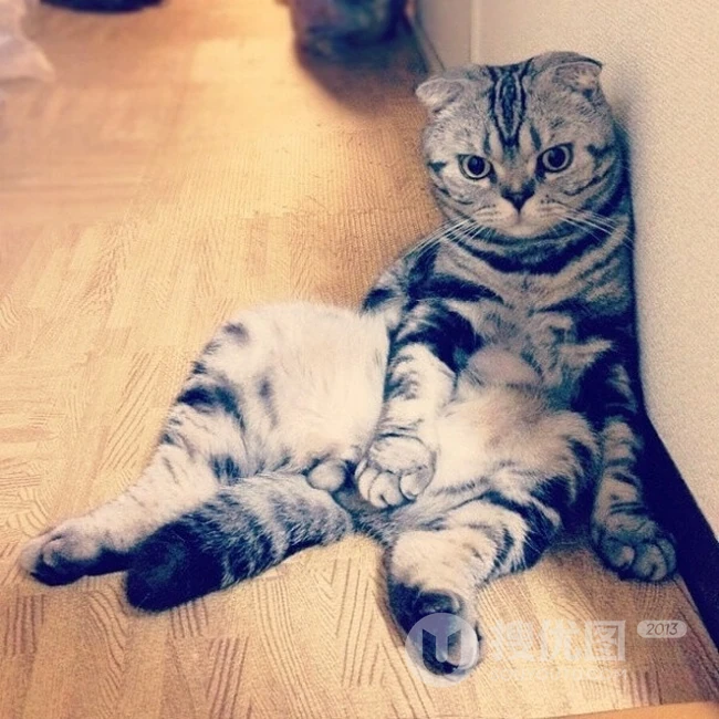 苏格兰折耳猫图片，耳朵有基因突变的宠物猫品种折耳猫美图 第3张