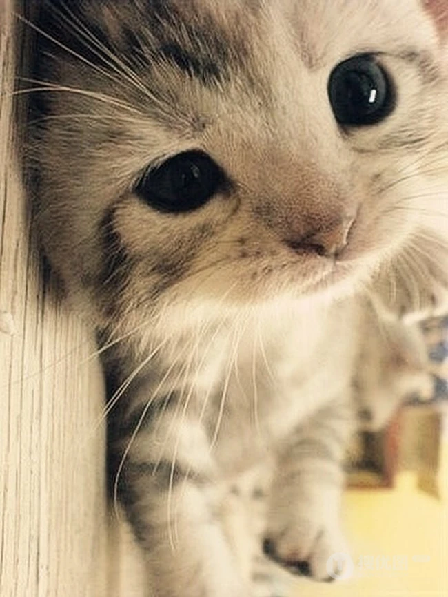 苏格兰折耳猫图片，耳朵有基因突变的宠物猫品种折耳猫美图 第4张