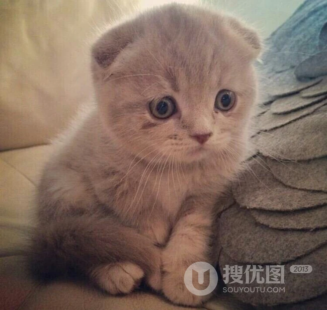 苏格兰折耳猫图片，耳朵有基因突变的宠物猫品种折耳猫美图 第8张