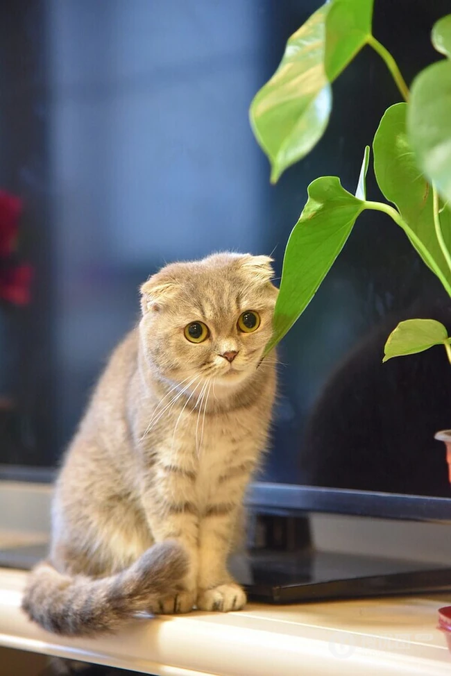 苏格兰折耳猫图片，耳朵有基因突变的宠物猫品种折耳猫美图 第14张