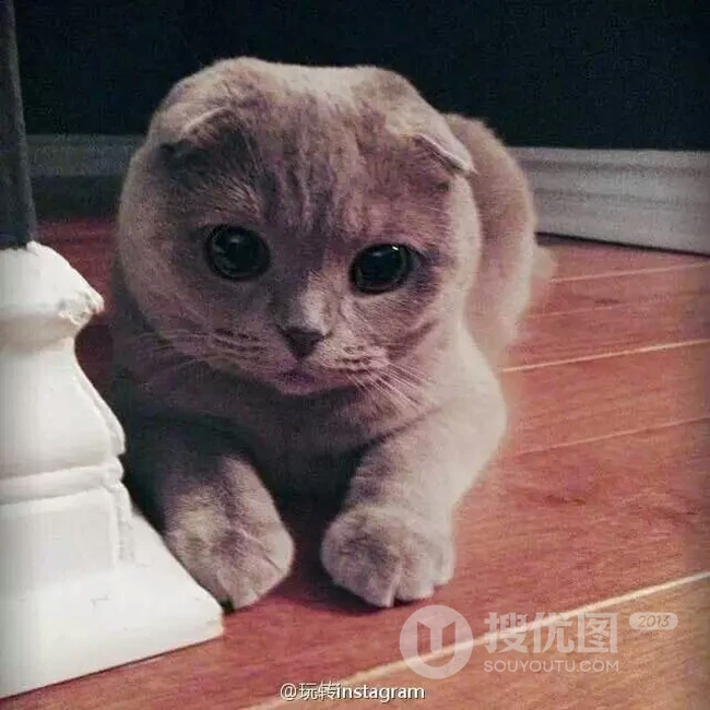 苏格兰折耳猫图片，耳朵有基因突变的宠物猫品种折耳猫美图 第16张