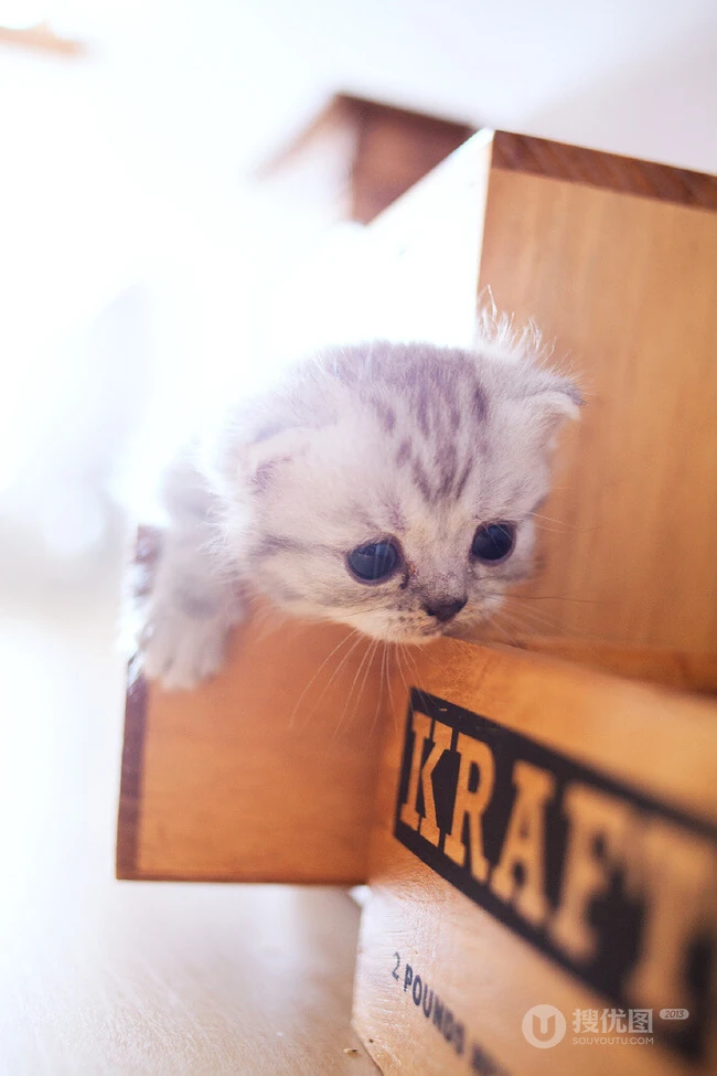 苏格兰折耳猫图片，耳朵有基因突变的宠物猫品种折耳猫美图 第11张