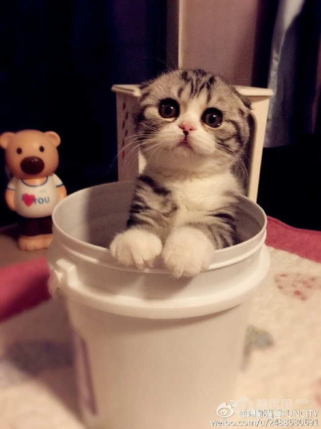 苏格兰折耳猫图片，耳朵有基因突变的宠物猫品种折耳猫美图 第15张