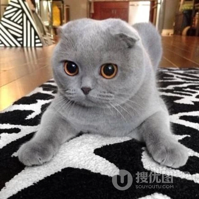 苏格兰折耳猫图片，耳朵有基因突变的宠物猫品种折耳猫美图 第5张