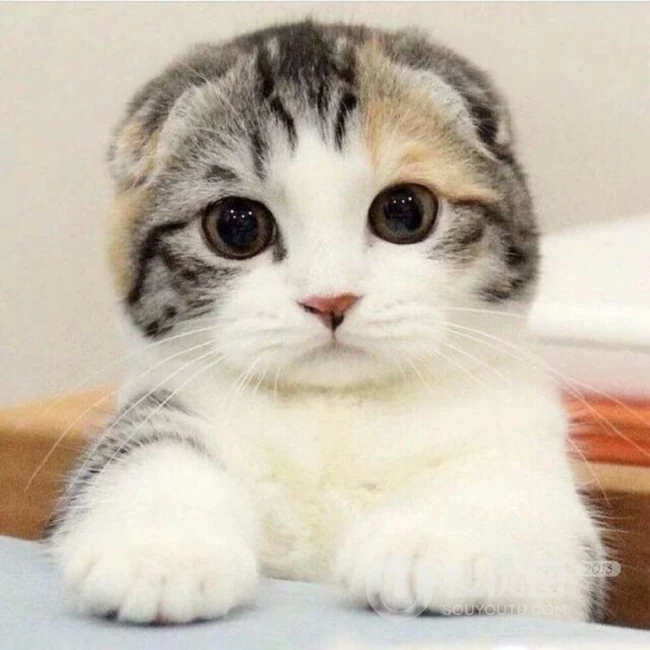 苏格兰折耳猫图片，耳朵有基因突变的宠物猫品种折耳猫美图 第17张