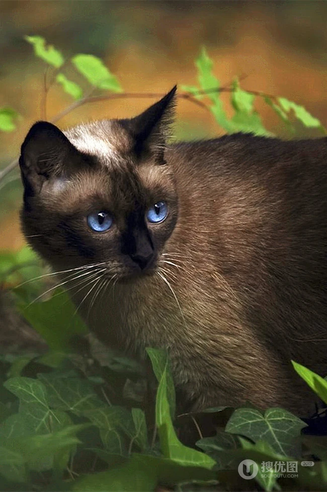 暹罗猫可爱图片，好奇心特强的短毛宠物猫暹罗猫好看图片 第4张