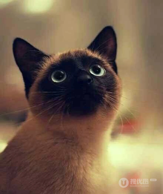 暹罗猫可爱图片，好奇心特强的短毛宠物猫暹罗猫好看图片 第1张
