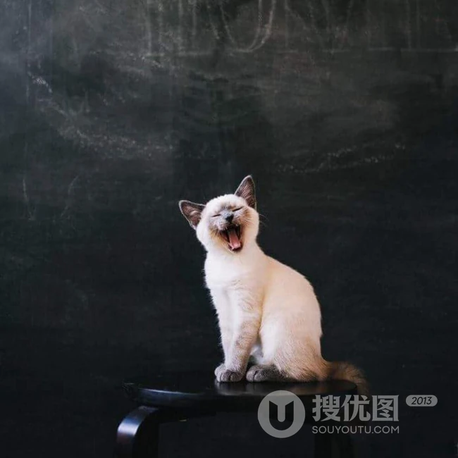暹罗猫可爱图片，好奇心特强的短毛宠物猫暹罗猫好看图片 第9张