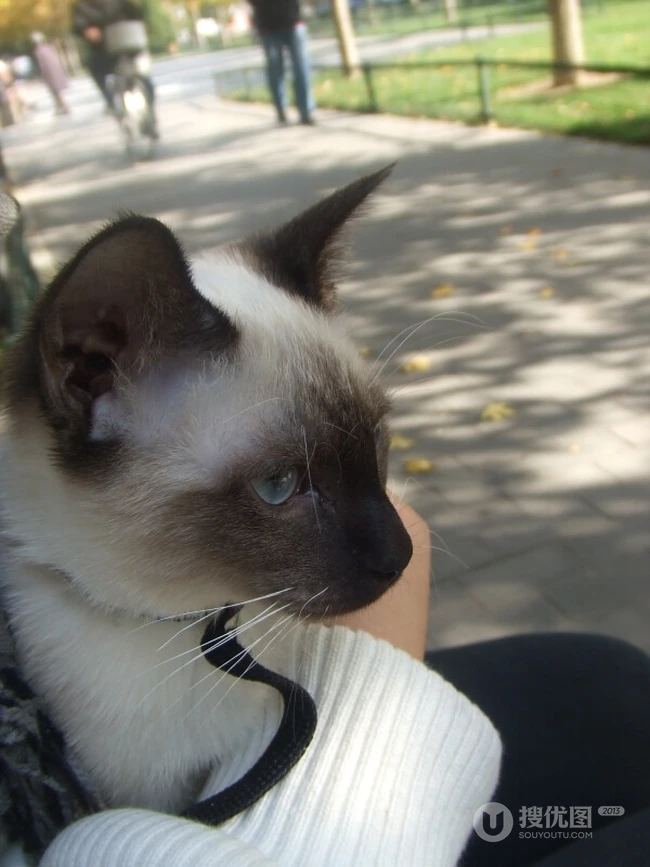 暹罗猫可爱图片，好奇心特强的短毛宠物猫暹罗猫好看图片 第2张