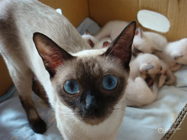 暹罗猫可爱图片，好奇心特强的短毛宠物猫暹罗猫好看图片 第3张
