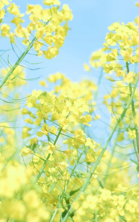 蓝天下的金黄油菜花高清手机壁纸