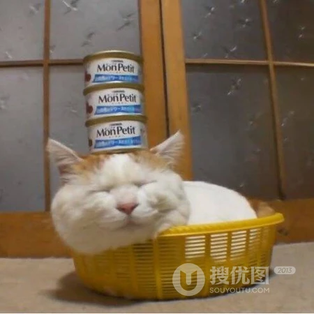 肥猫宠物顶罐头搞笑创意王者荣耀五黑头像