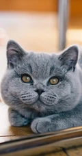 灰色棕色大眼睛萌猫高清摄影手机壁纸