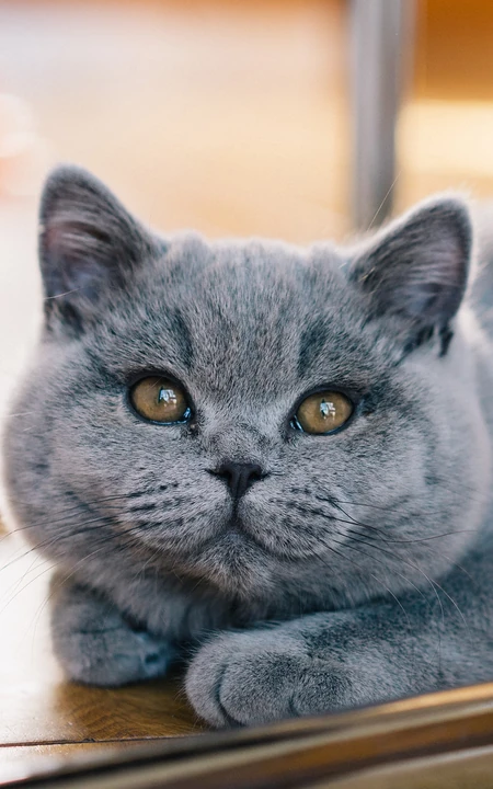 灰色棕色大眼睛萌猫高清摄影手机壁纸