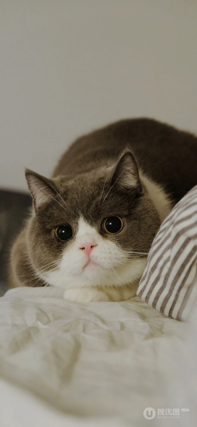 灰色棕色大眼睛萌猫高清摄影手机壁纸