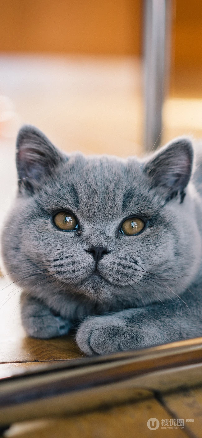 灰色棕色大眼睛萌猫高清摄影手机壁纸