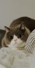 灰色棕色大眼睛萌猫高清摄影手机壁纸