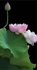 浅粉荷花花朵，花苞图片，如同少女粉红面颊的荷花美图欣赏
