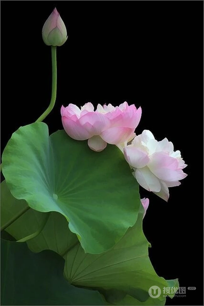 浅粉荷花花朵，花苞图片，如同少女粉红面颊的荷花美图欣赏