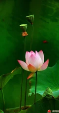浅粉荷花花朵，花苞图片，如同少女粉红面颊的荷花美图欣赏