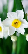 水仙花图片，漳州市市花水仙花唯美摄影图片