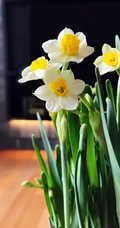 水仙花图片，漳州市市花水仙花唯美摄影图片