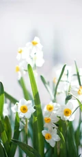 水仙花图片，漳州市市花水仙花唯美摄影图片