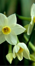 水仙花图片，漳州市市花水仙花唯美摄影图片