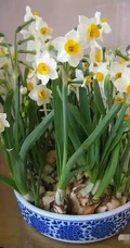 水仙花图片，漳州市市花水仙花唯美摄影图片