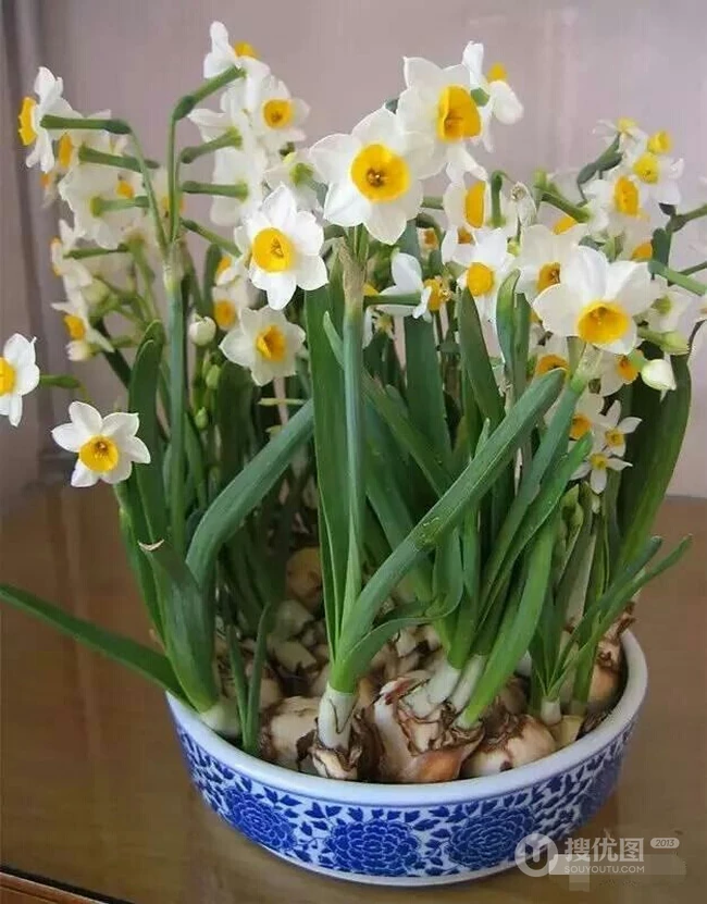 水仙花图片，漳州市市花水仙花唯美摄影图片