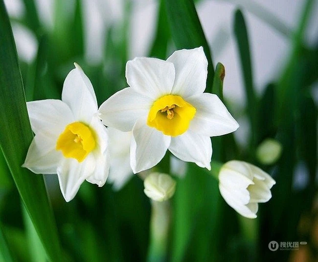 水仙花图片，漳州市市花水仙花唯美摄影图片