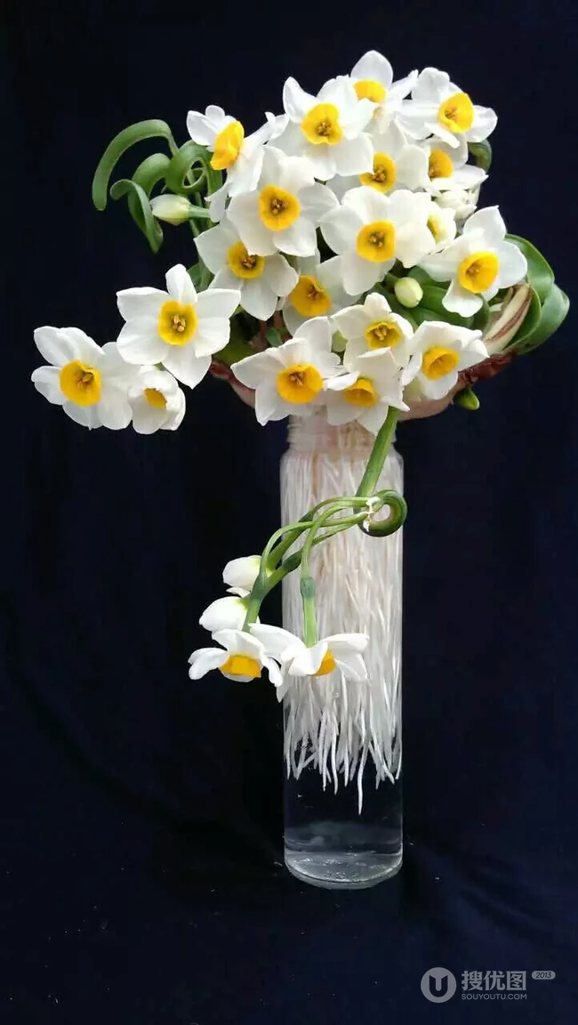 水仙花图片，漳州市市花水仙花唯美摄影图片