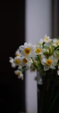 水仙花图片，漳州市市花水仙花唯美摄影图片