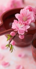 三月阳春桃花红，宛如朝霞般的浅粉桃花摄影美图欣赏