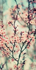 三月阳春桃花红，宛如朝霞般的浅粉桃花摄影美图欣赏