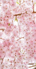 三月阳春桃花红，宛如朝霞般的浅粉桃花摄影美图欣赏