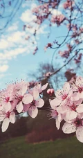 三月阳春桃花红，宛如朝霞般的浅粉桃花摄影美图欣赏
