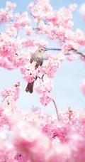 三月阳春桃花红，宛如朝霞般的浅粉桃花摄影美图欣赏