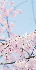 三月阳春桃花红，宛如朝霞般的浅粉桃花摄影美图欣赏
